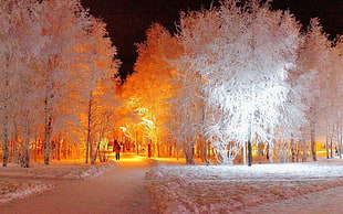 white flowering trees, snow, winter, park, trees HD wallpaper