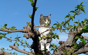 gray and white cat on top of tree under cirrus clouds