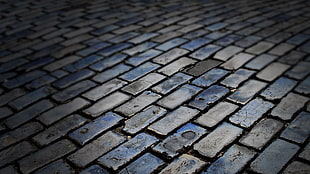 gray concrete brick pavement, street, pavements, texture