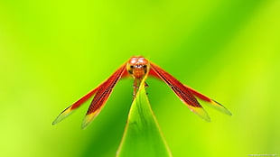close up photo of red dragonfly on green leaf