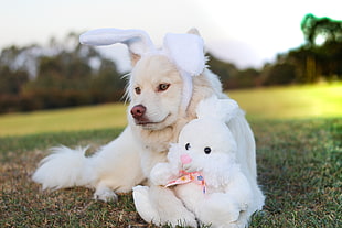 adult white samoyed, Dog, Toy, Rabbit