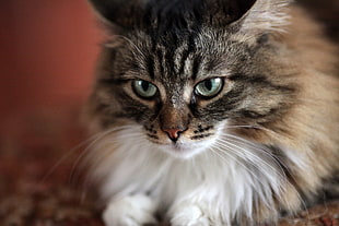 brown tabby maine coon cat HD wallpaper