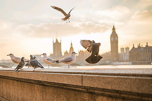 flock of sea gulls, photography, animals, birds, London