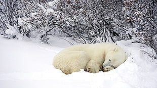 white polar bear sleeping on white snow