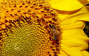 Bee,  Flower,  Sunflower,  Pollination HD wallpaper