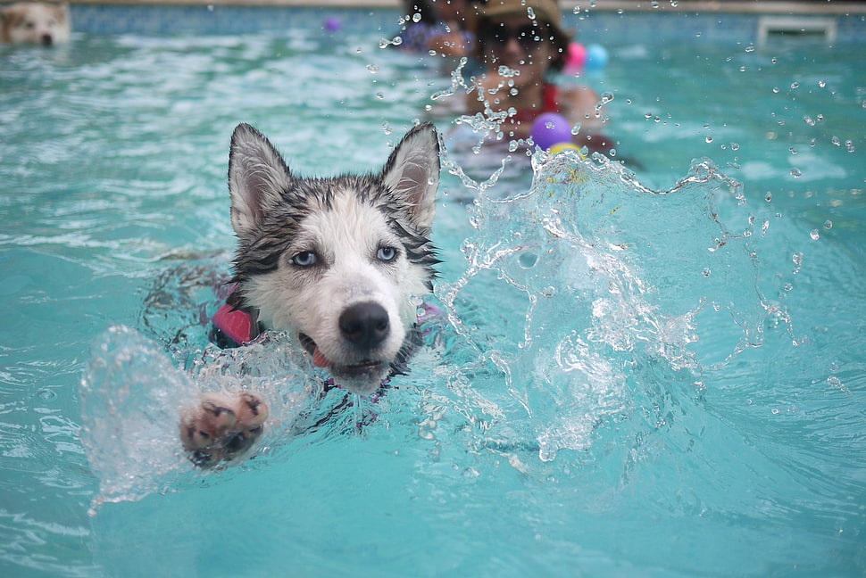black and white Siberian Husky dog swimming on pool during daytime HD wallpaper