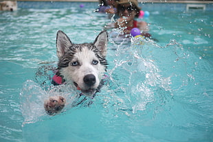 black and white Siberian Husky dog swimming on pool during daytime