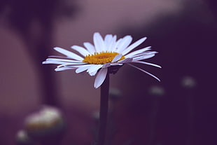Photo of White and Yellow Daisy Flower HD wallpaper