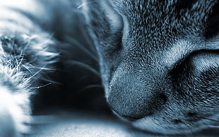 close-up photograph of cat HD wallpaper