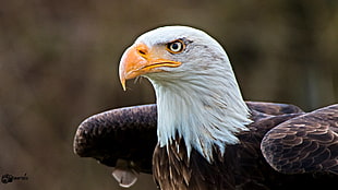 close up photo of Bald Eagle HD wallpaper