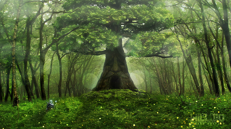 green trees digital wallpaper, forest, Zelda, The Legend of Zelda, trees HD wallpaper
