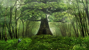 green trees digital wallpaper, forest, Zelda, The Legend of Zelda, trees