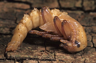 close up photo of brown insect HD wallpaper
