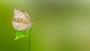 beige butterfly on top of green leaf