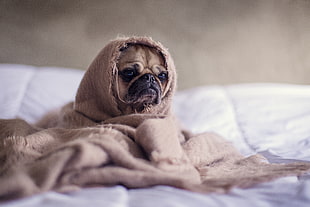 tan Pug in brown blanket