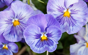 selective focus photography of purple pansy flower