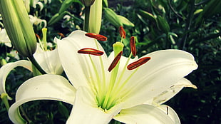 macro photography of Easter lily flower