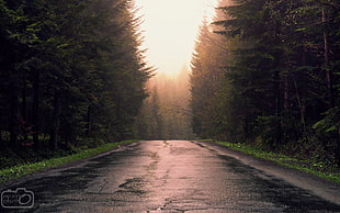 asphalt road, forest, mist, road, path HD wallpaper