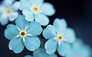 blue flowers, macro, nature, flowers HD wallpaper