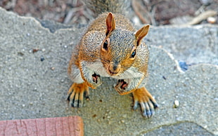 brown squirrel on gray concrete top