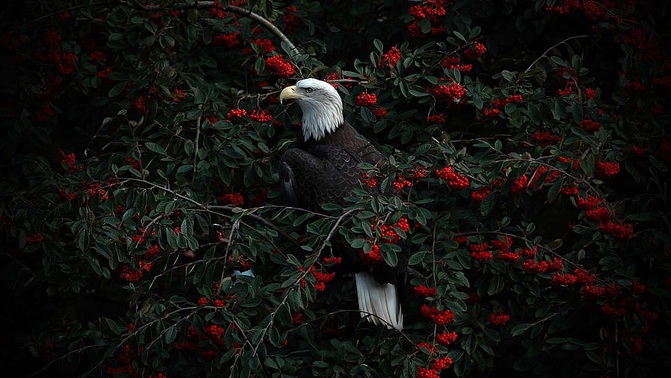 bald eagle, eagle HD wallpaper