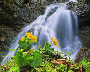 waterfalls with flower garden