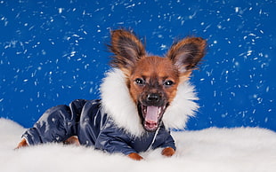 brown Chihuahua in black parka clothes