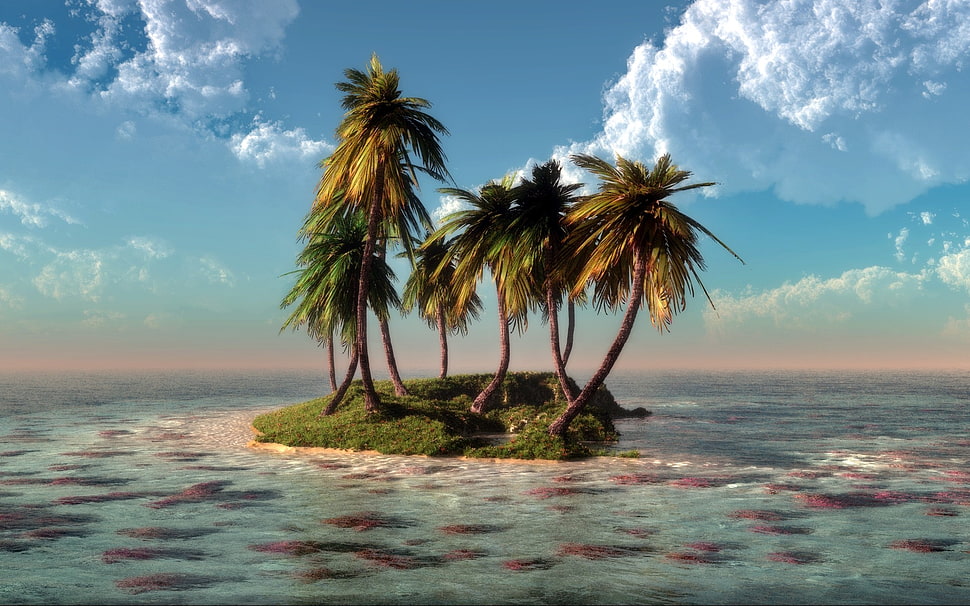 palm trees and body of water, island HD wallpaper