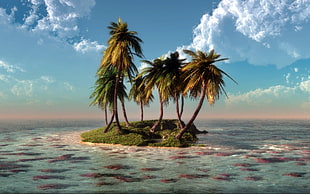palm trees and body of water, island