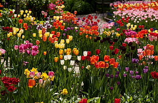 assorted-colored bed of flowers with green stems