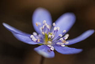micro shot photography of lavender and white flower, hepatica