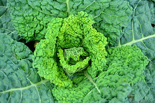 Savoy cabbage,  Vegetable,  Leaves HD wallpaper