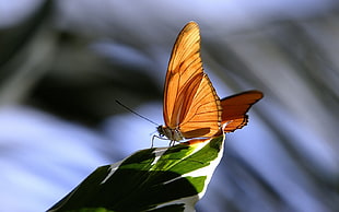orange butterfly, animals