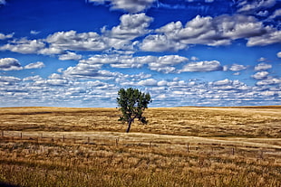 green tree in the middle of brown grass field under blue cloudy sky during daytime HD wallpaper