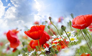 selective focus photography of red Poppies and white Asters