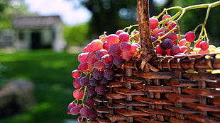 red grapes on brown wicker basket HD wallpaper