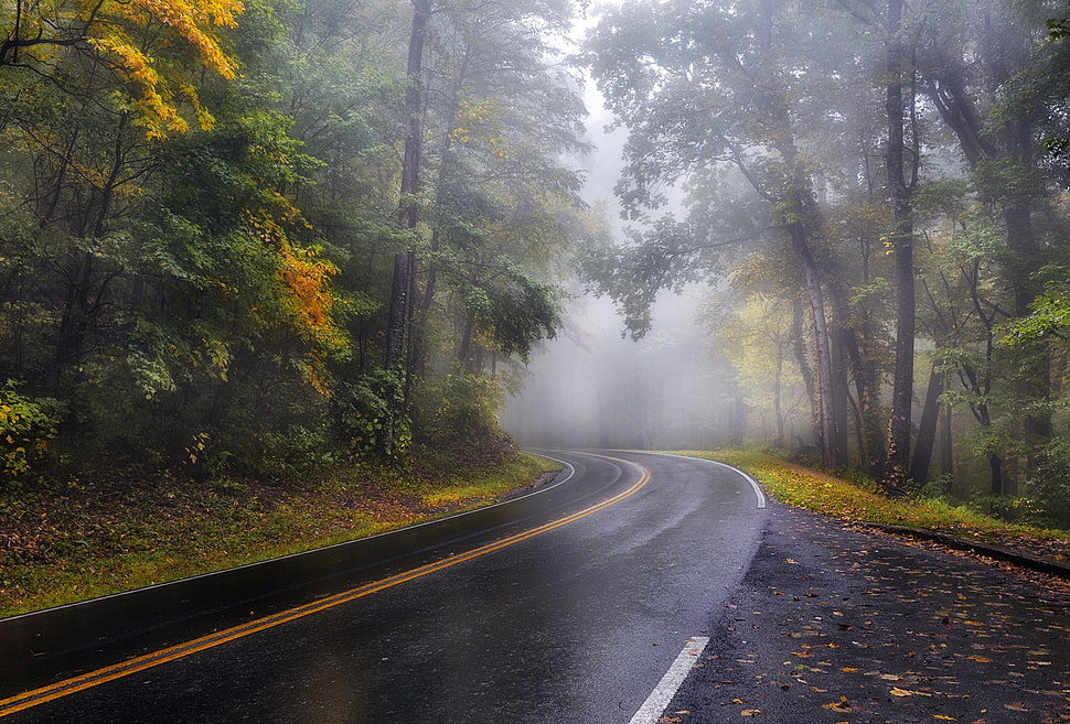 gray concrete road, mist, road, landscape HD wallpaper