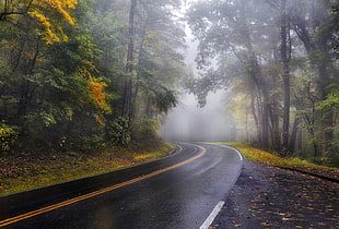 gray concrete road, mist, road, landscape