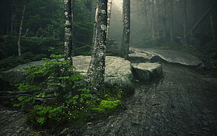 forest photo, trees, mist, moss, rocks HD wallpaper