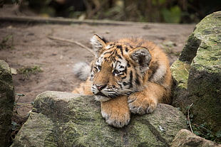 orange Tiger cub HD wallpaper
