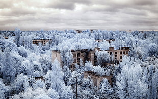 gray painted buildings on forest, infrared, photography, Chernobyl, Ukraine