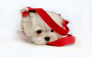 Maltese puppy with red harness