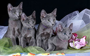 five gray cats on green mesh textile