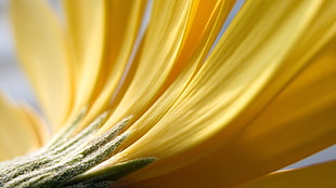 close-up photography of yellow petaled flower