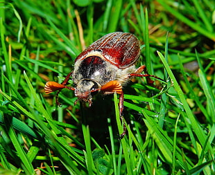 brown june beetle on green grass during daytime