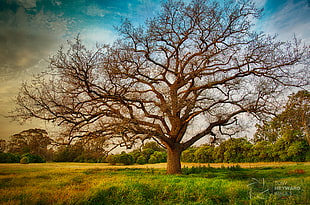 brown tree near open field under cloudy sky during daytime