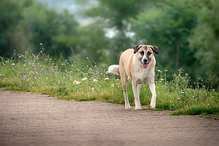 adult fawn and white Anatolian shepherd during daytime