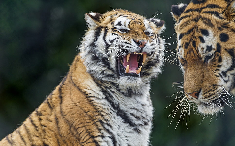 orange, white, and black Tiger HD wallpaper