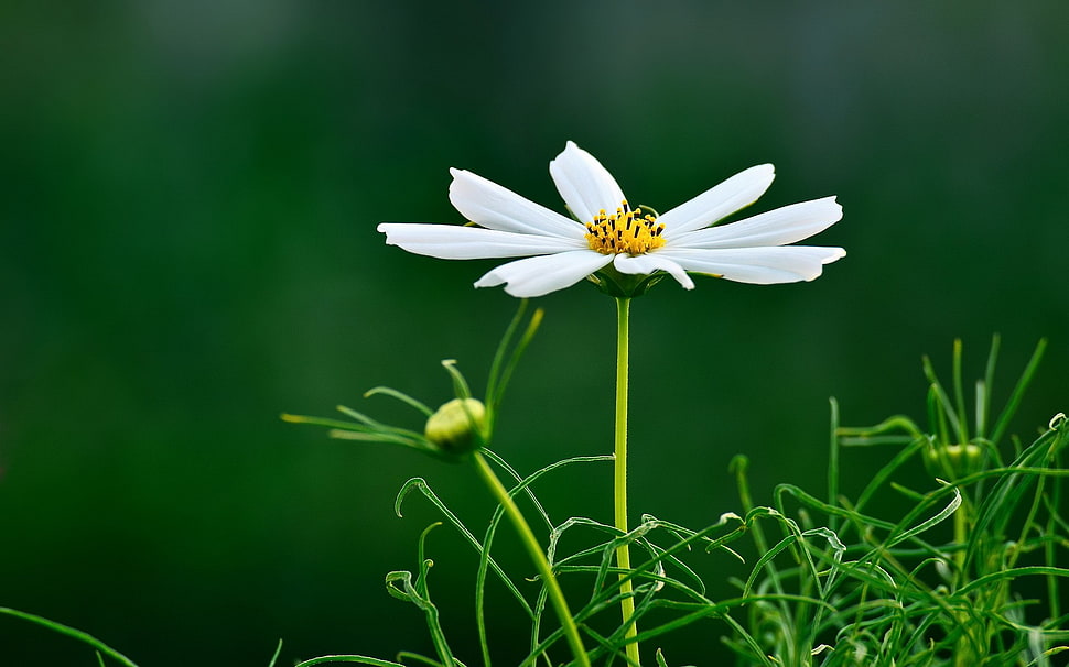 white daisy, flowers, macro HD wallpaper