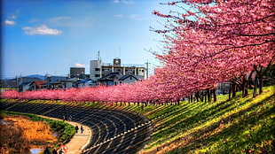 cherry blossom, Japan, cherry blossom HD wallpaper